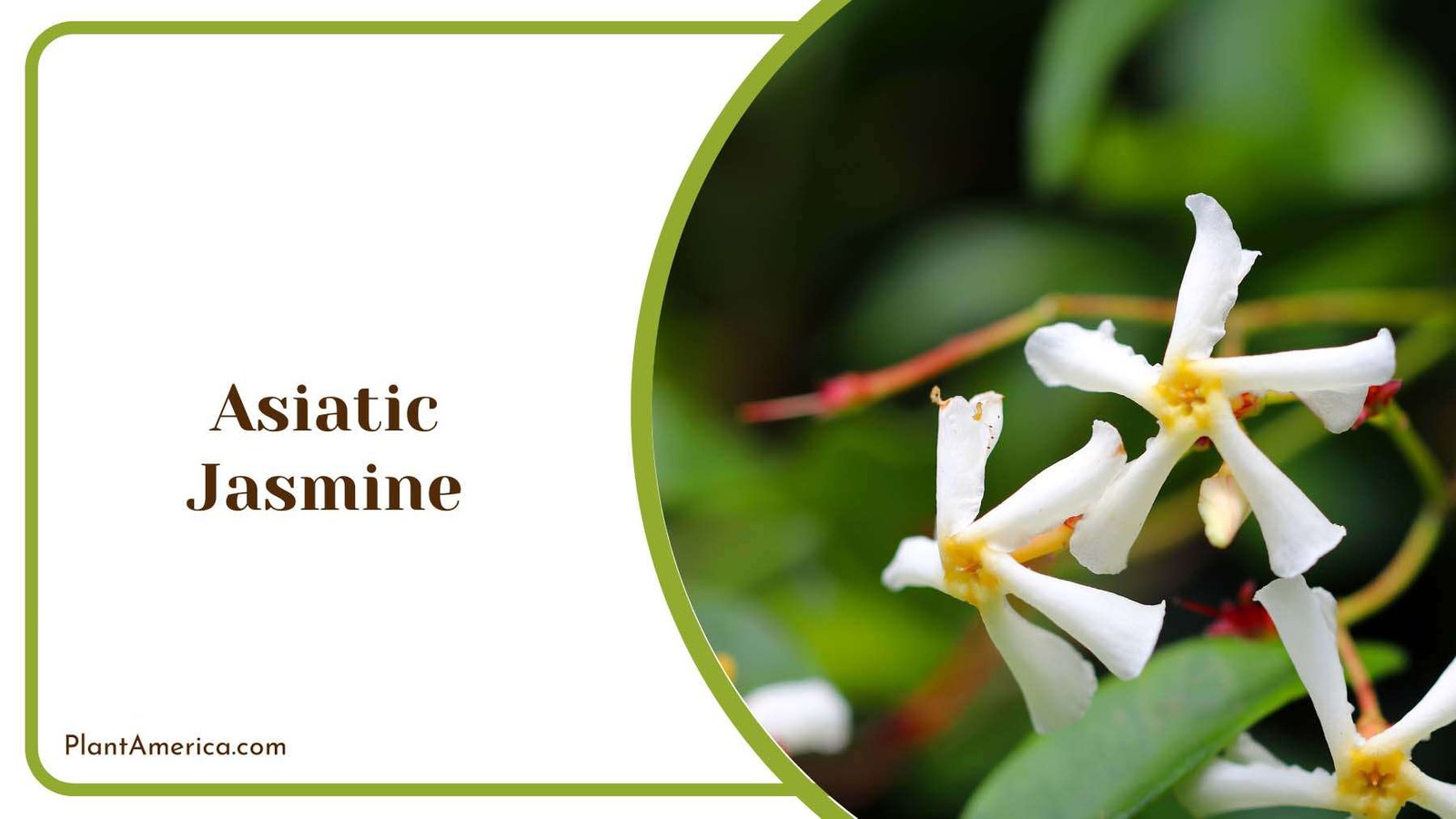Asiatic Jasmine Blooms Plant America