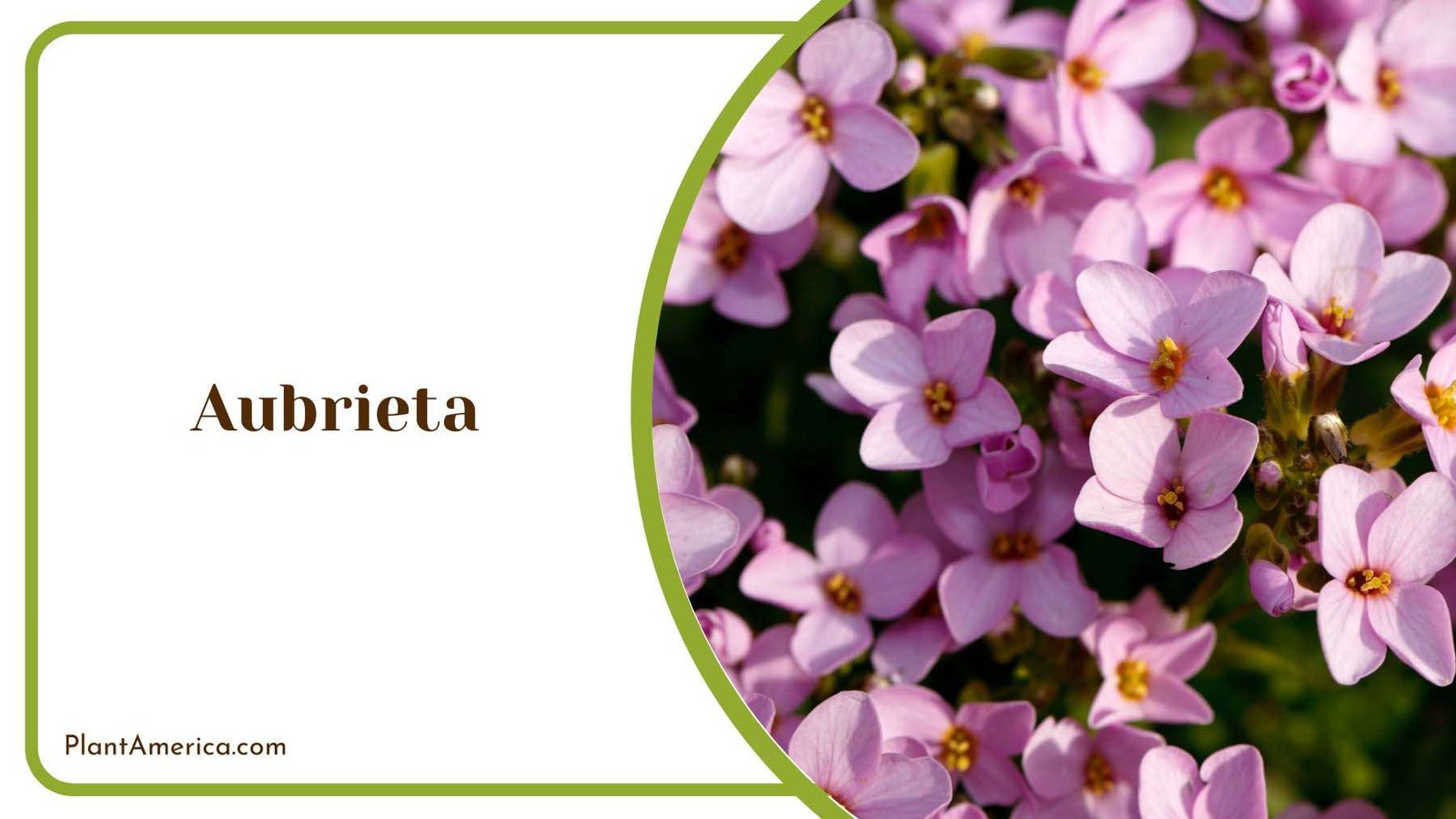 Aubrieta Groundcover Plant America