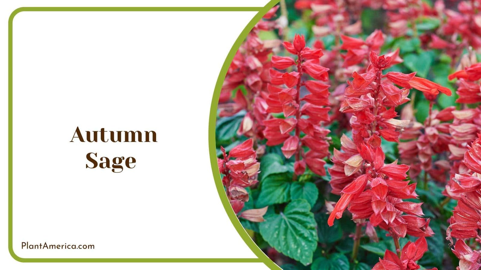 Autumn Sage Evergreen Shrub Plant America