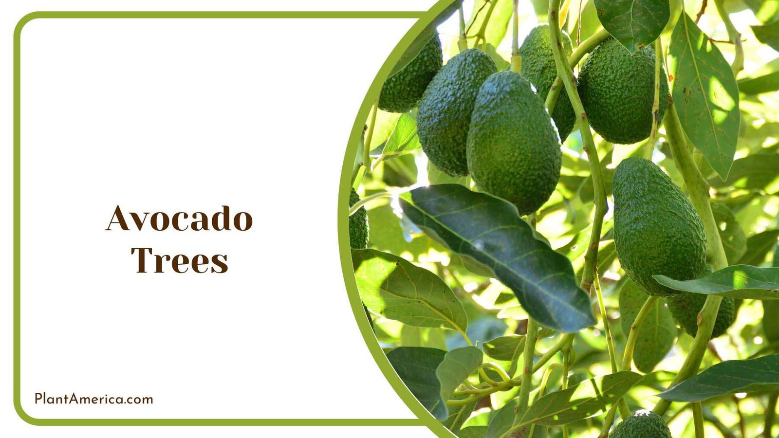 Avocado Trees Health Benefits Plant America Avocado Trees Health Benefits Plant America