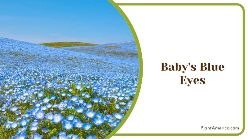 Baby s Blue Eyes In Meadow Plant America