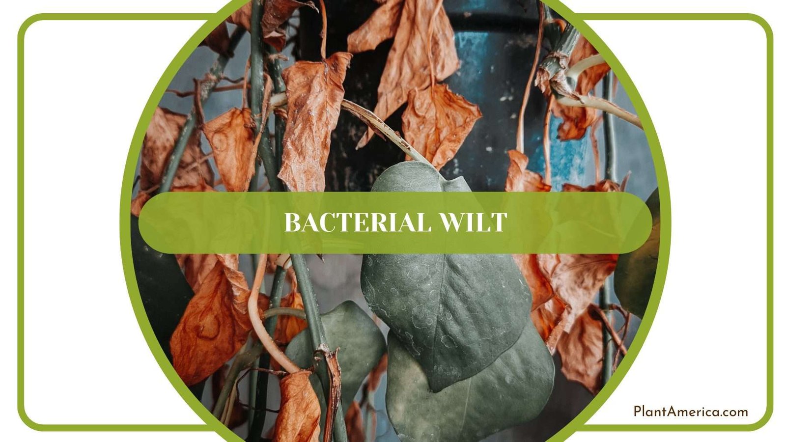 Bacterial Wilt on Pedatum Plant America
