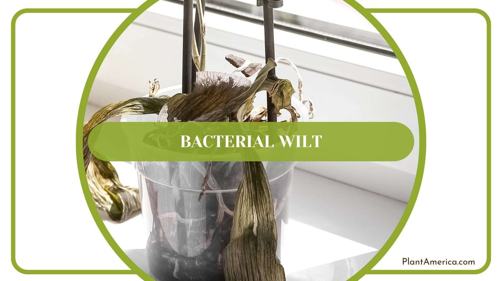 Bacterial Wilt on Plants Plant America