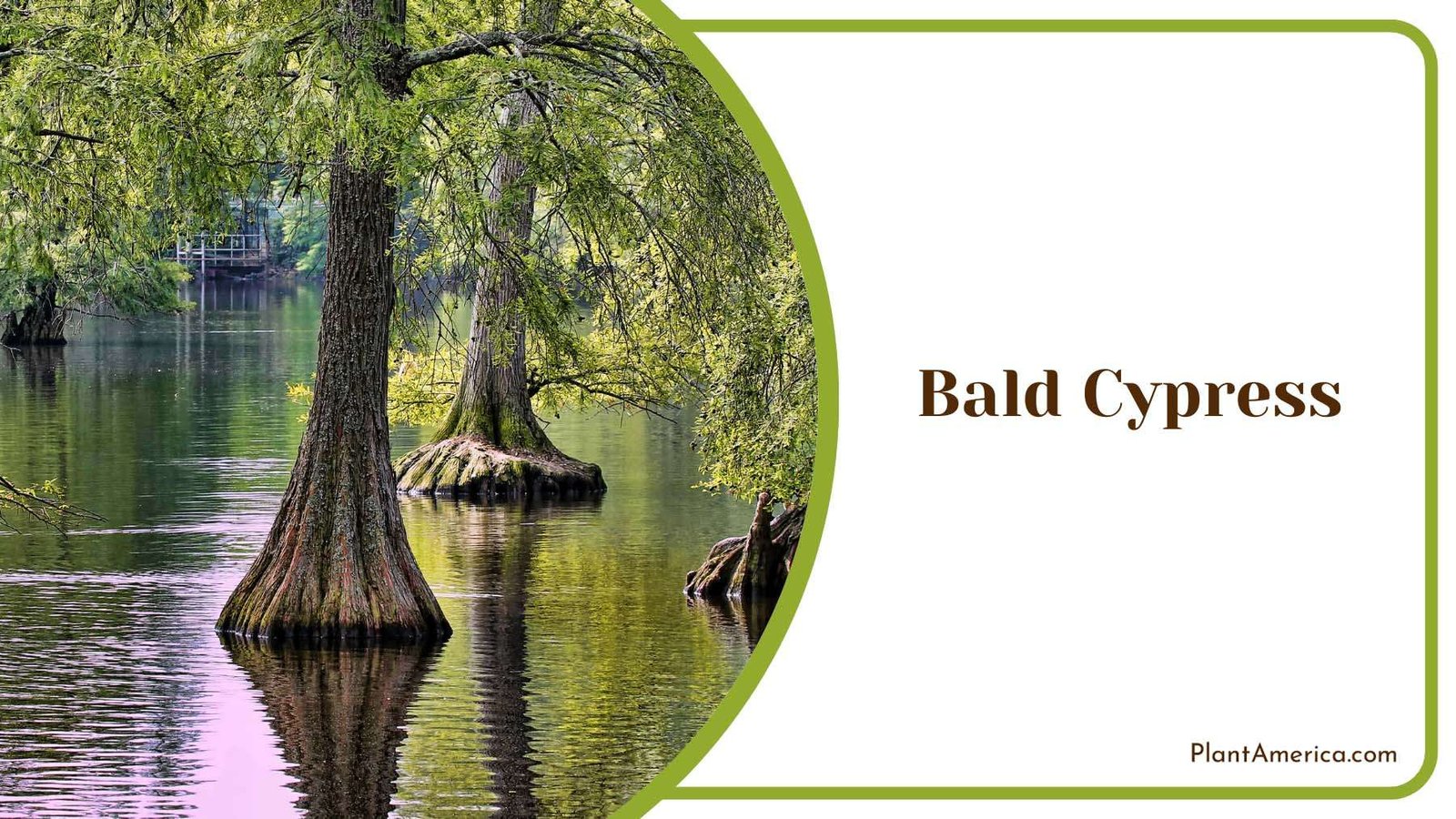 Bald Cypress Evergreen Plant America