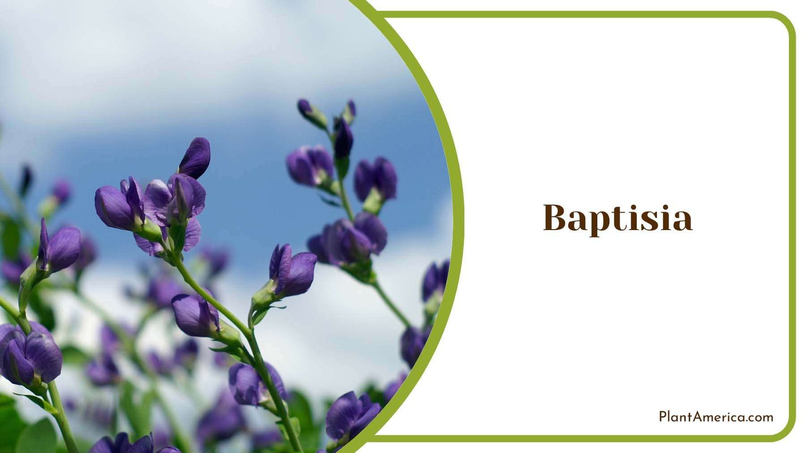 Baptisia Purple Tiny Flower Plant America