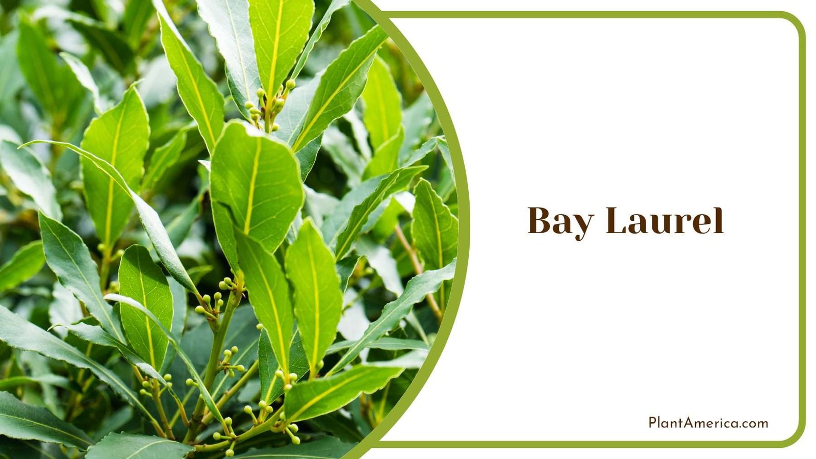 Bay Laurel Green Leaves Plant America