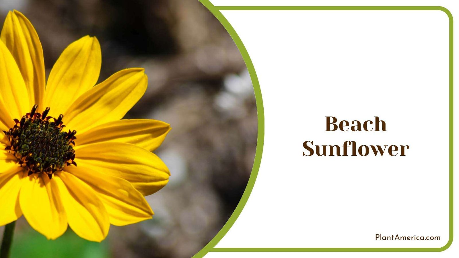 Beach Sunflower On Sunlight Plant America