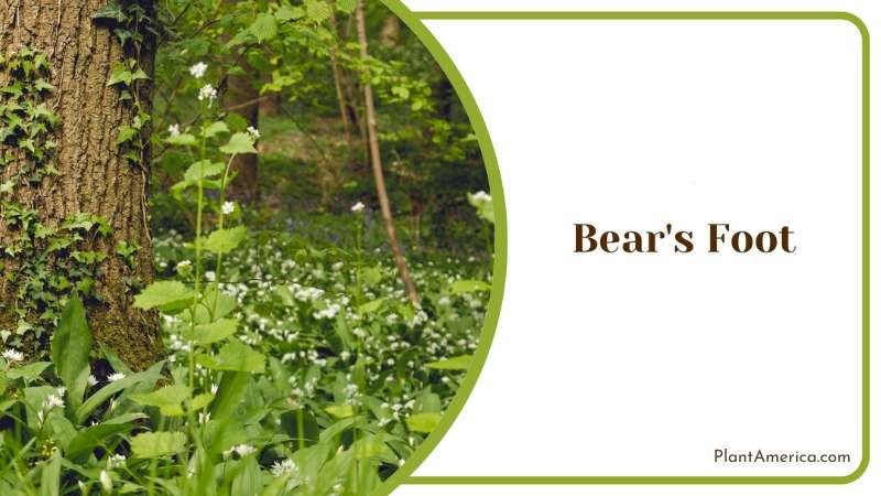 Bear s Foot In Nature Plant America