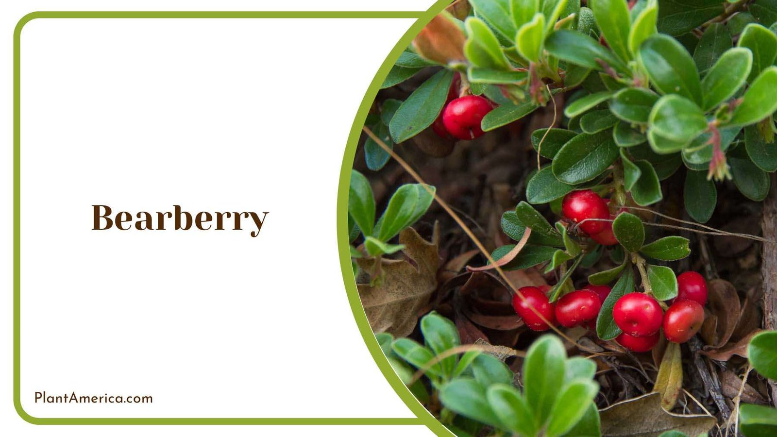 Bearberry Red Medium Size Plant America
