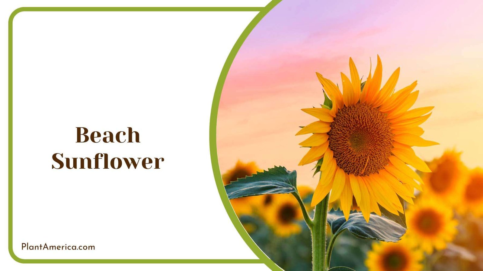 Beautiful Beach Sunflower Plant America