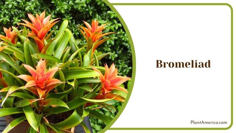 Beautiful Bromeliad In Backyard Plant America