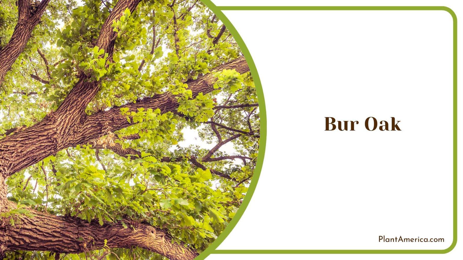 Beautiful Bur Oak Shades Plant America