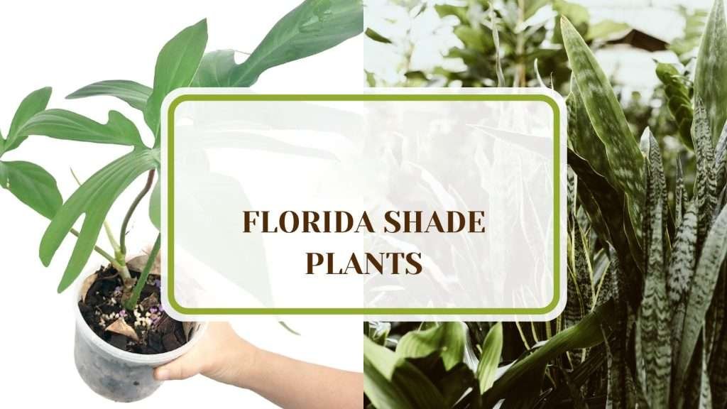 24 Florida Shade Plants that are Perfect for Indoor Gardens - Plant America