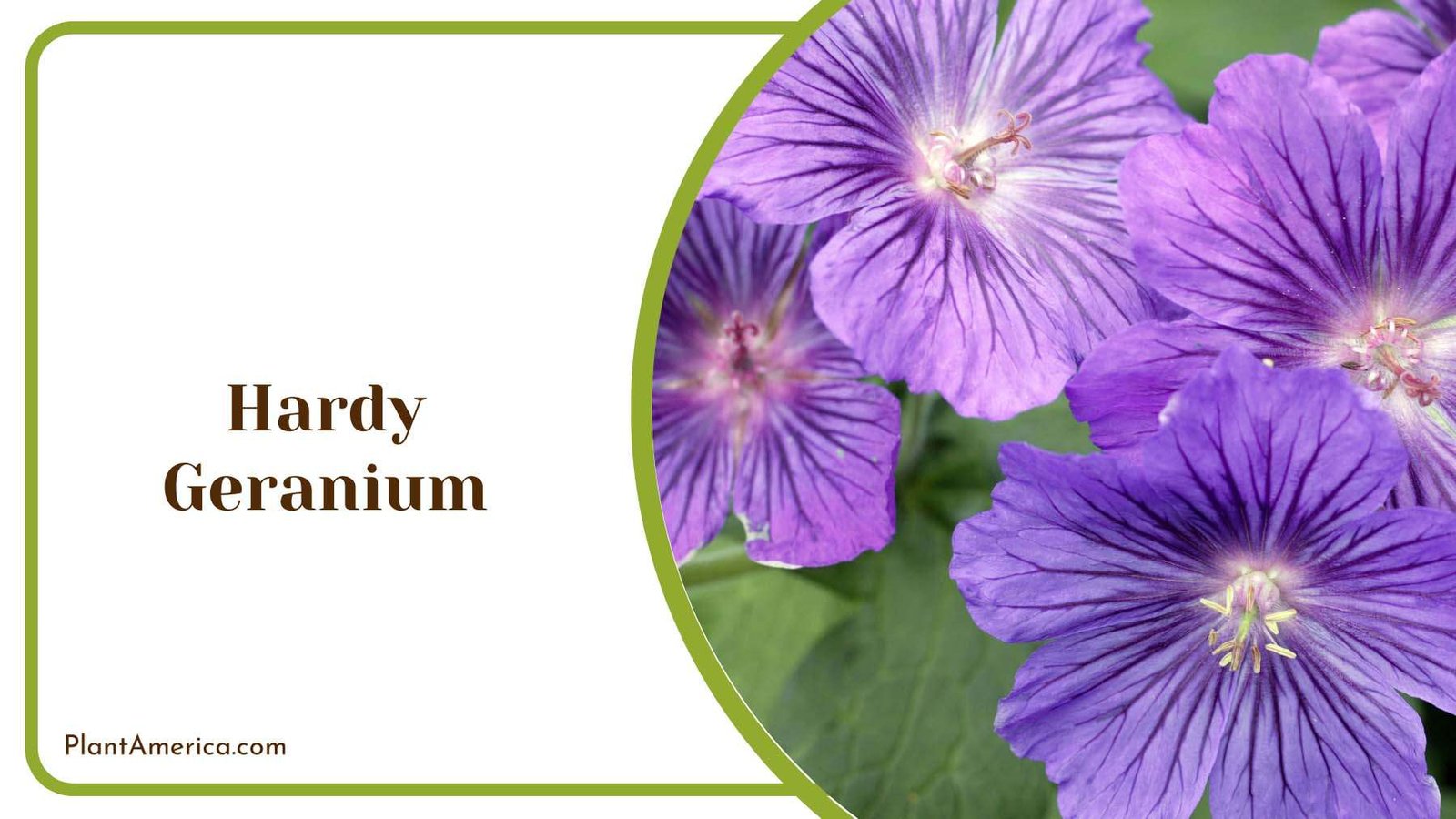 Beautiful Hardy Geranium Plant America