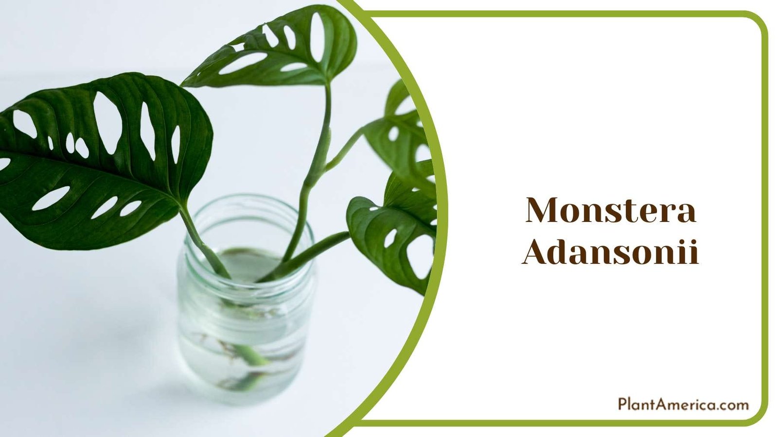 Beautiful Monstera Adansonii Plant America
