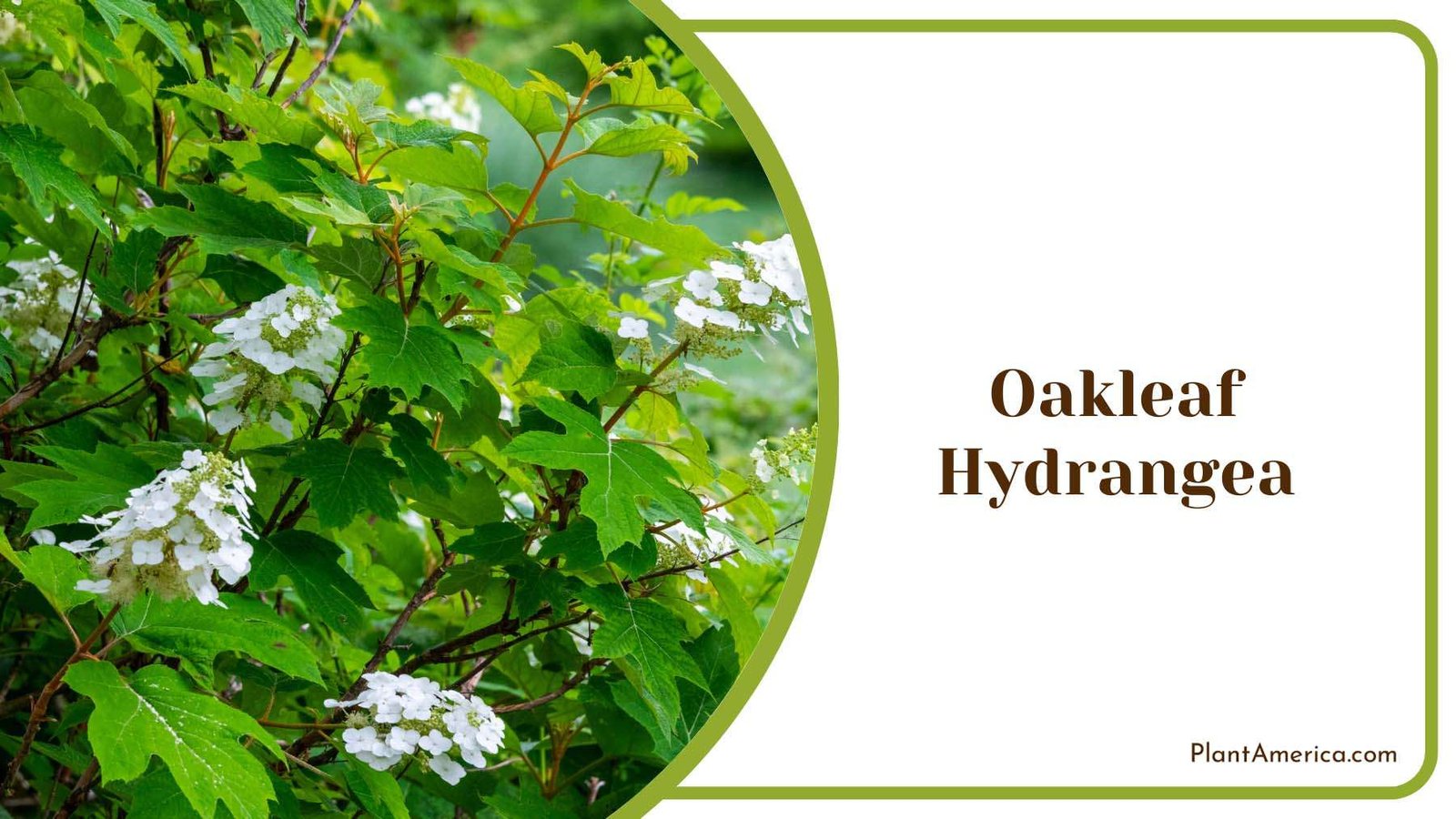 Beautiful Oakleaf Hydrangea Plant America