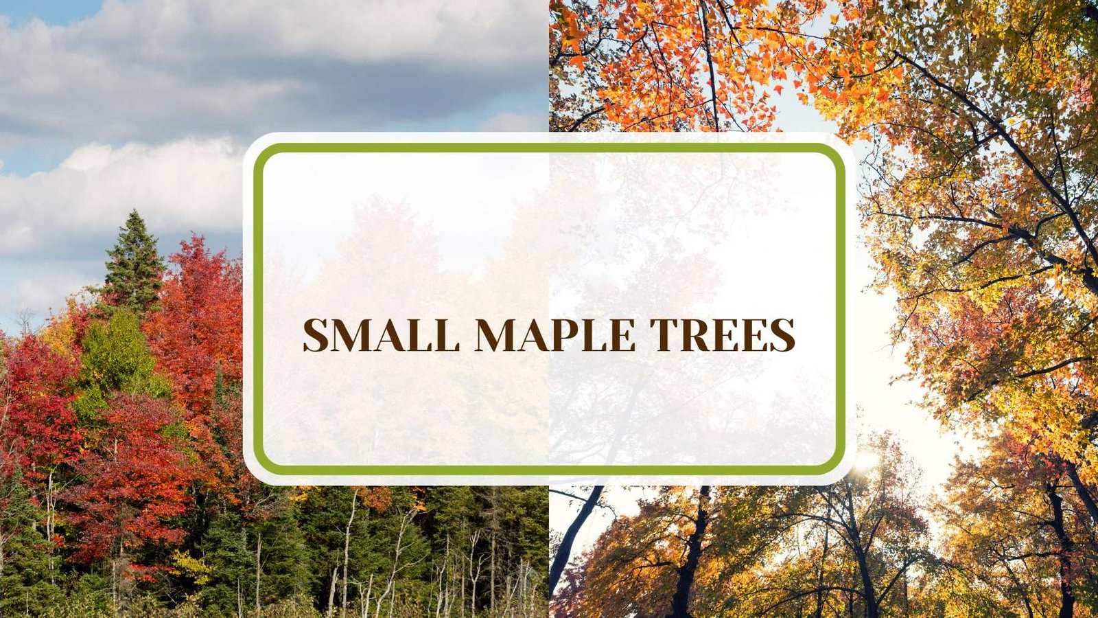 Beautiful Small Maple Trees PlantAmerica 18 Small Maple Trees You’ll Love for Their Year-Round Beauty