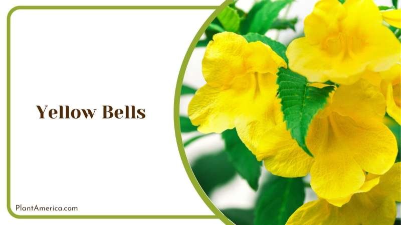 Beautiful Yellow Bells Plant America