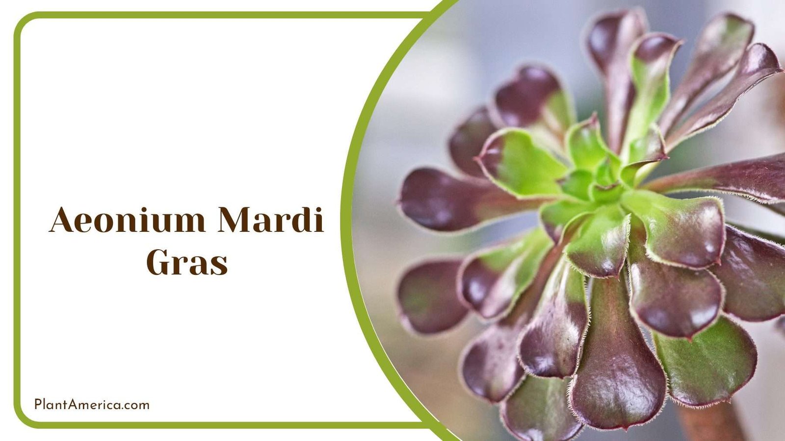 Beauty Aeonium Mardi Gras Plant America