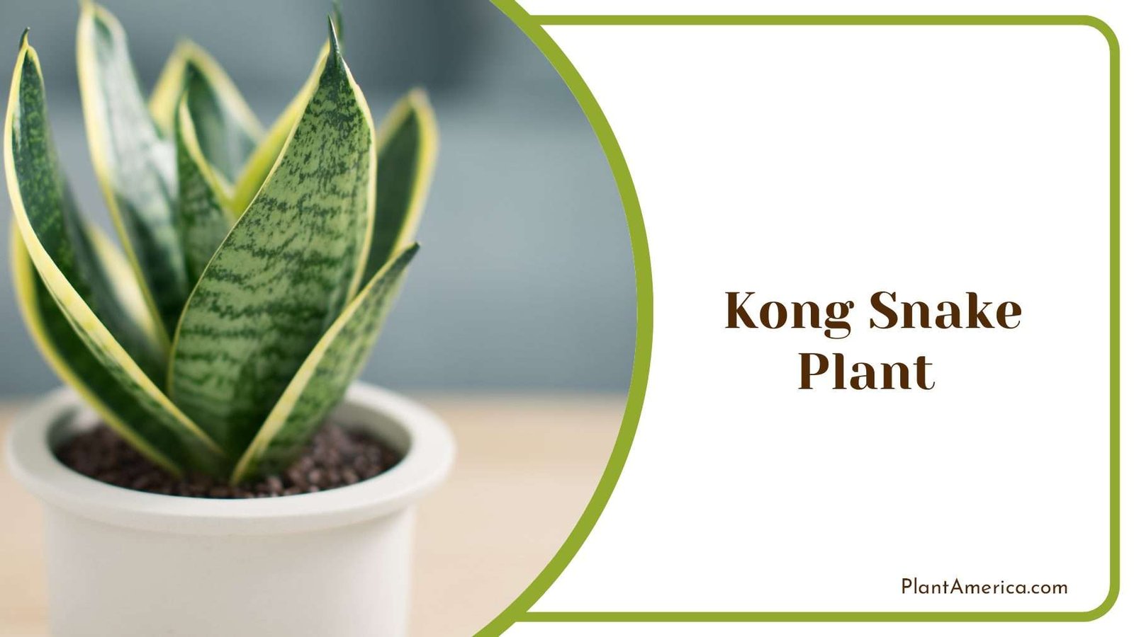 Beauty Kong Snake Plant PlantAmerica