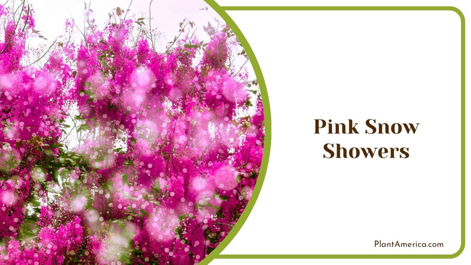 Beauty Pink Snow Showers PlantAmerica