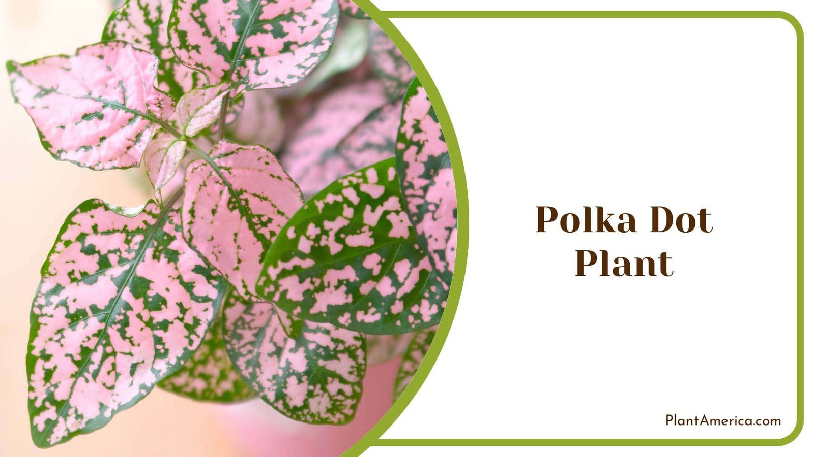 Beauty Polka Dot Plant Plant America