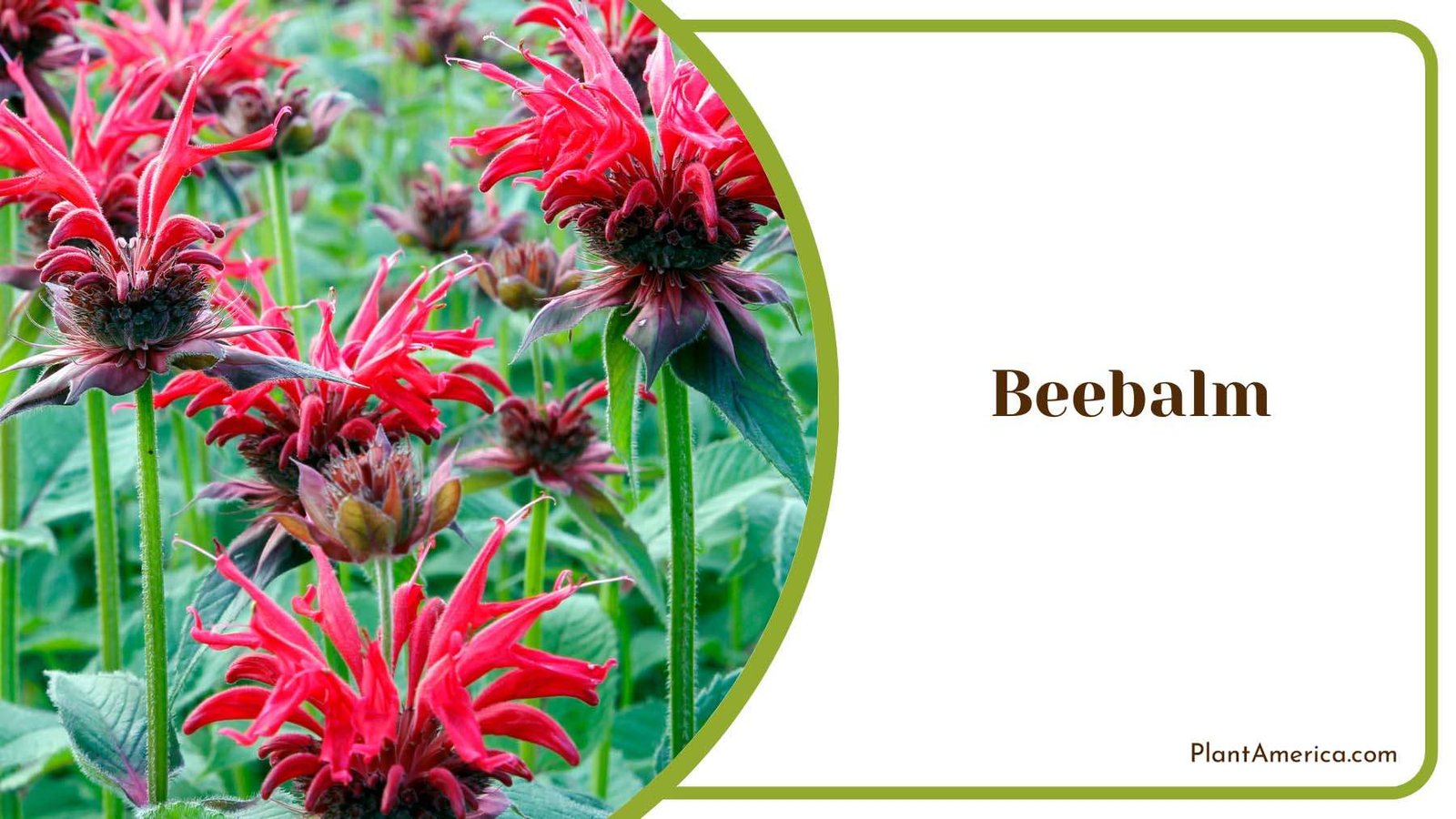 Beebalm Blooms Plant America