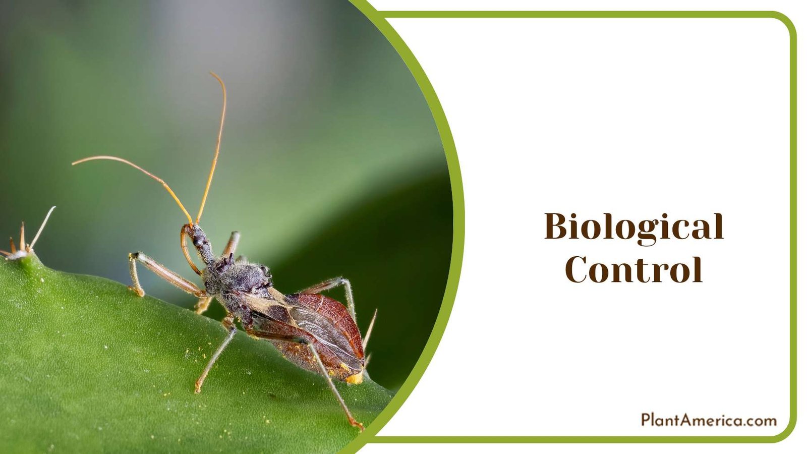 Beneficial Insects in Garden Plant America