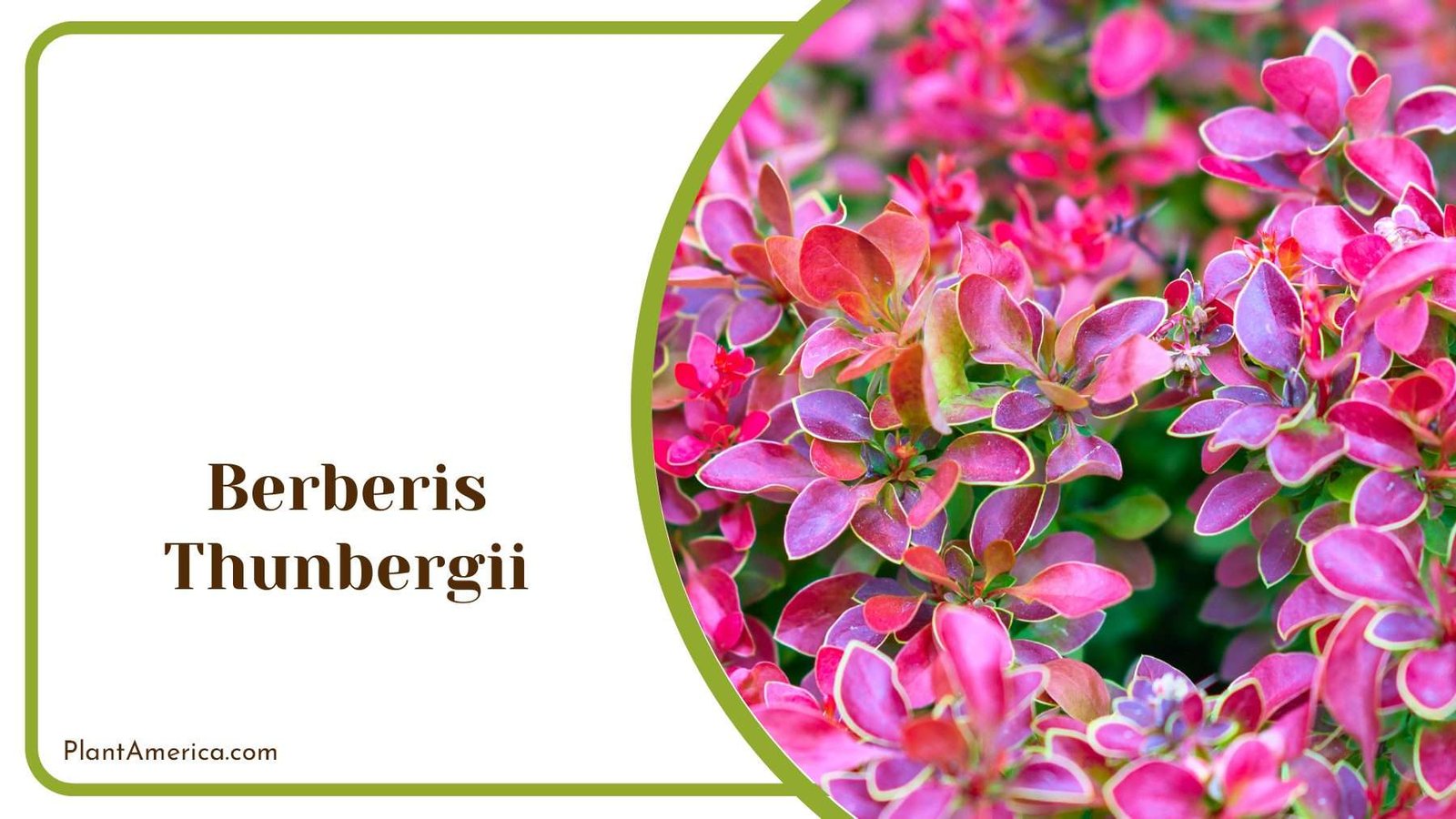 Berberis Thunbergii Bushes Plant America