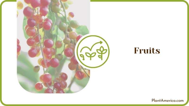 Berries on the Chokecherry Plant America