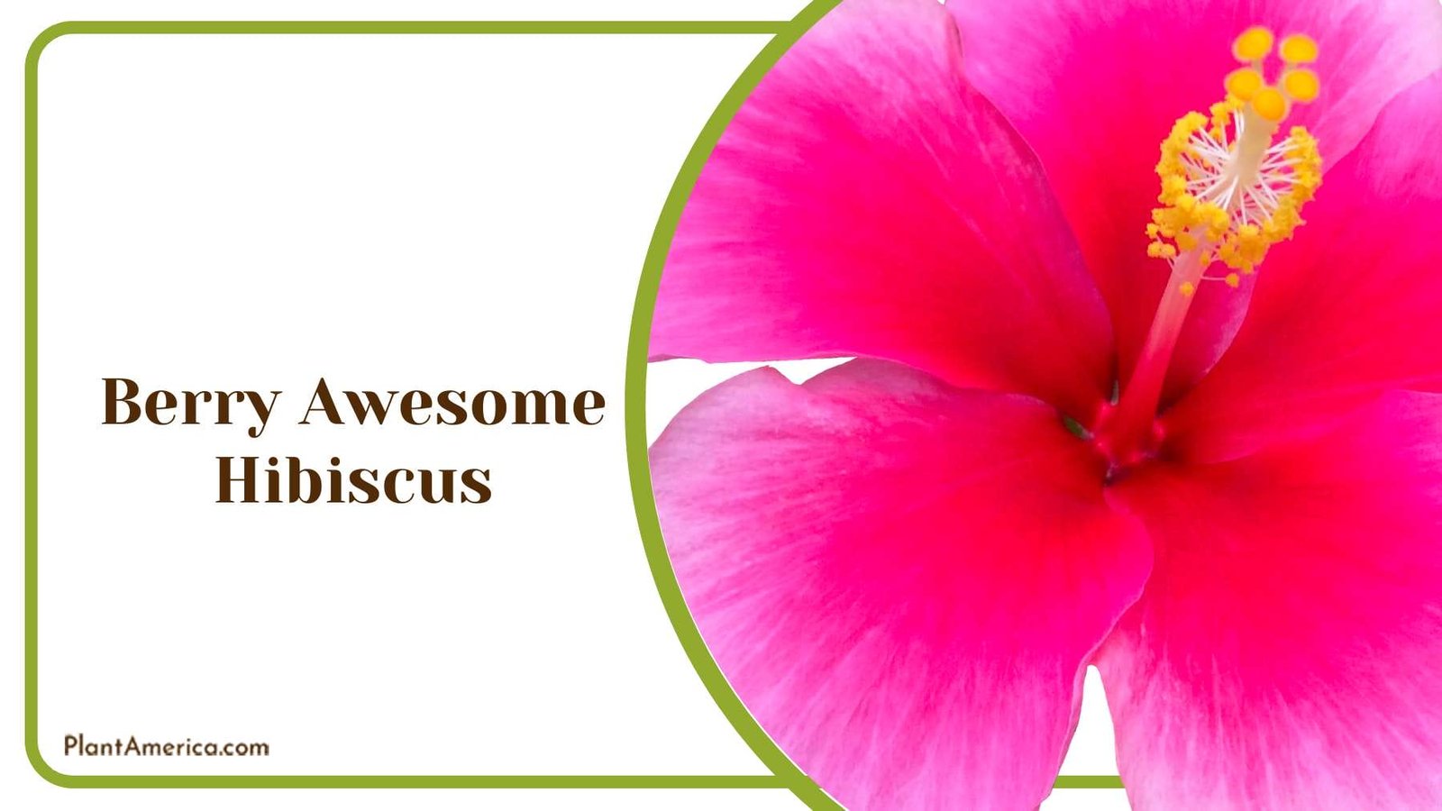 Berry Awesome Hibiscus Blooming Plant America