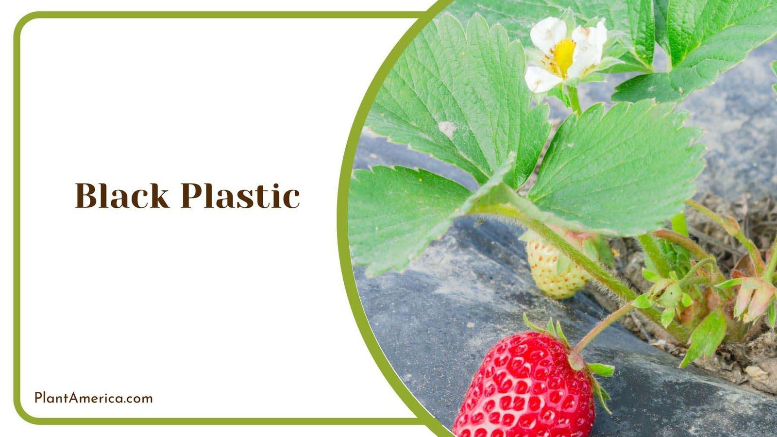 Best Season for Black Plastic Mulch Plant America