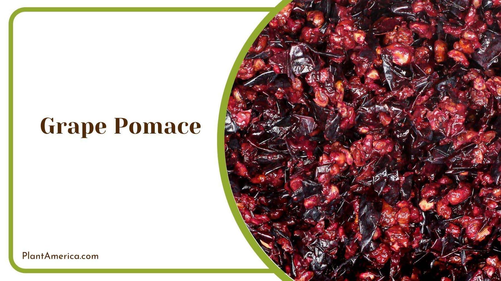 Best Season for Grape Pomace Plant America