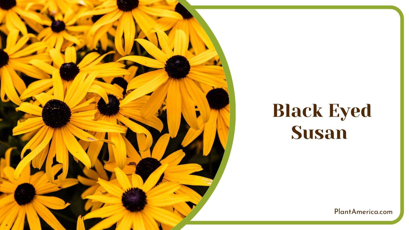 Black Eyed Susan Yellow Perennials Plant America Black Eyed Susan Yellow Perennials Plant America