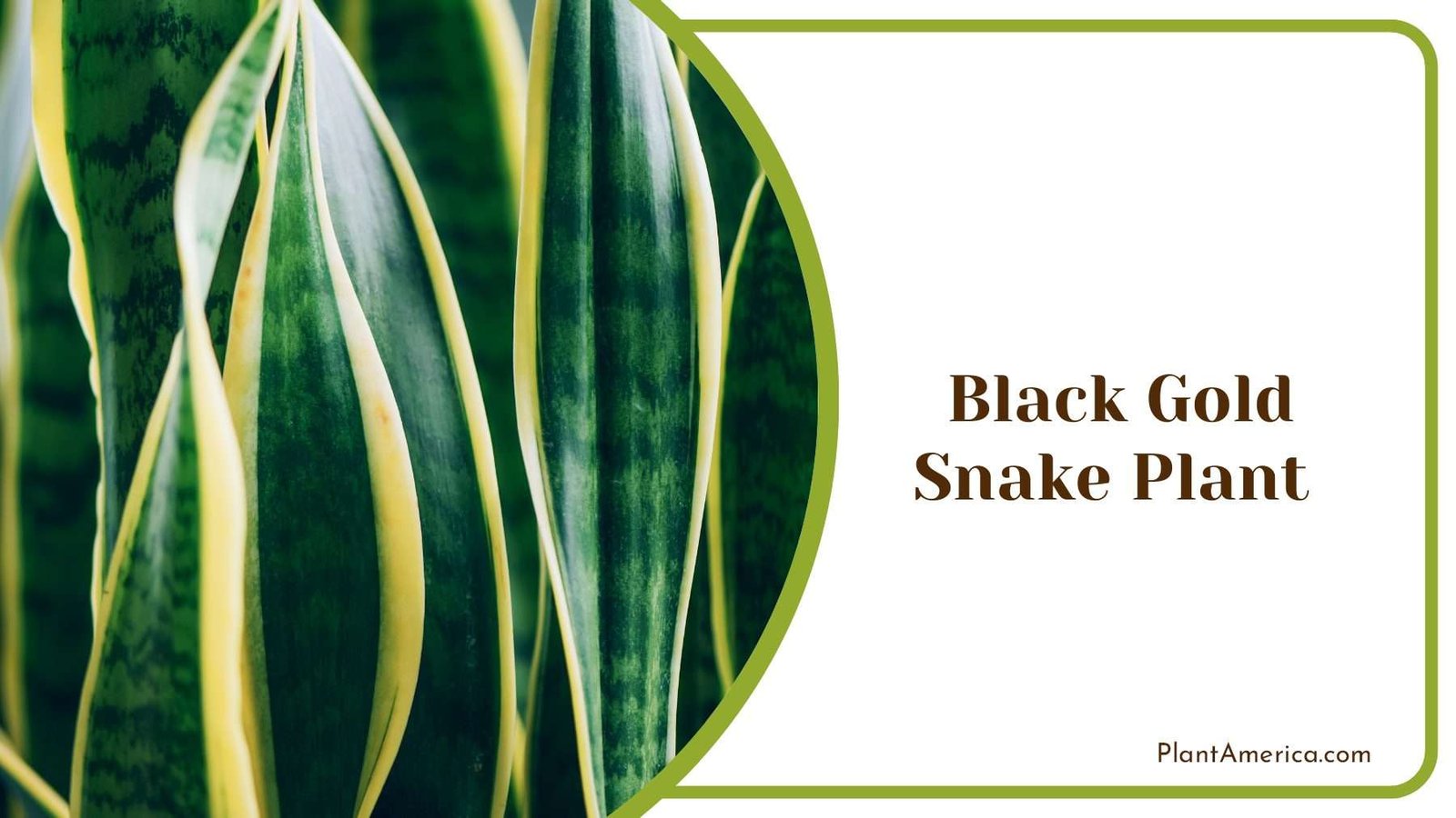 Black Gold Snake Plant PlantAmerica