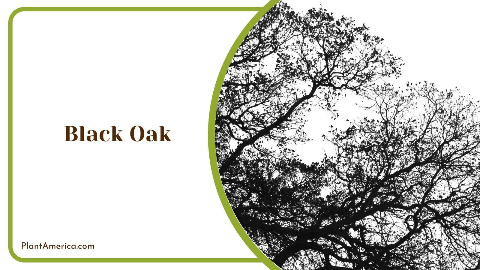Black Oak Sunset Plant America