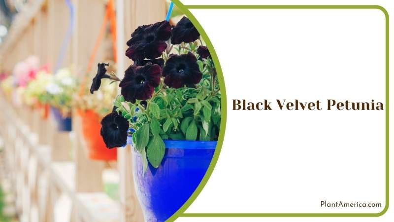 Black Velvet Petunia In Pot Plant America
