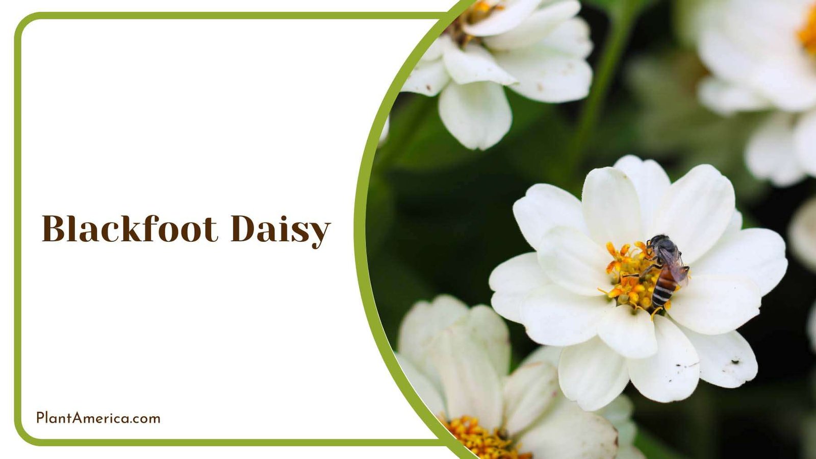 Blackfoot Daisy Medium Size Plant America