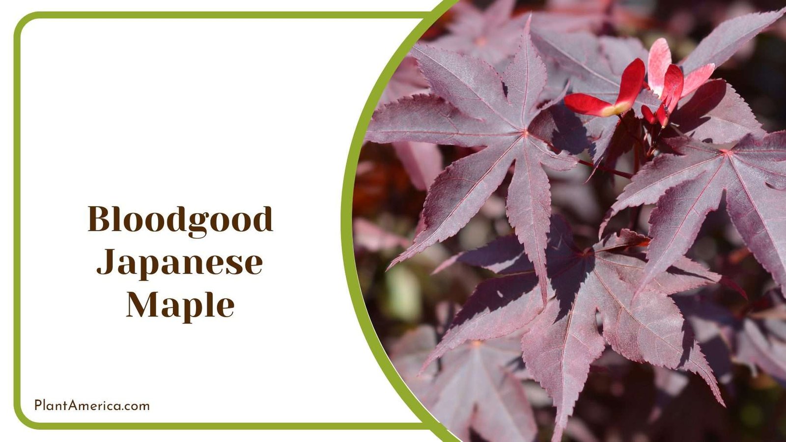 Bloodgood Japanese Maple PlantAmerica