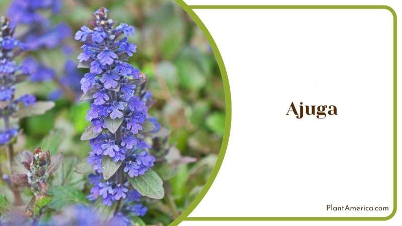Blue Ajuga Flower Plant America