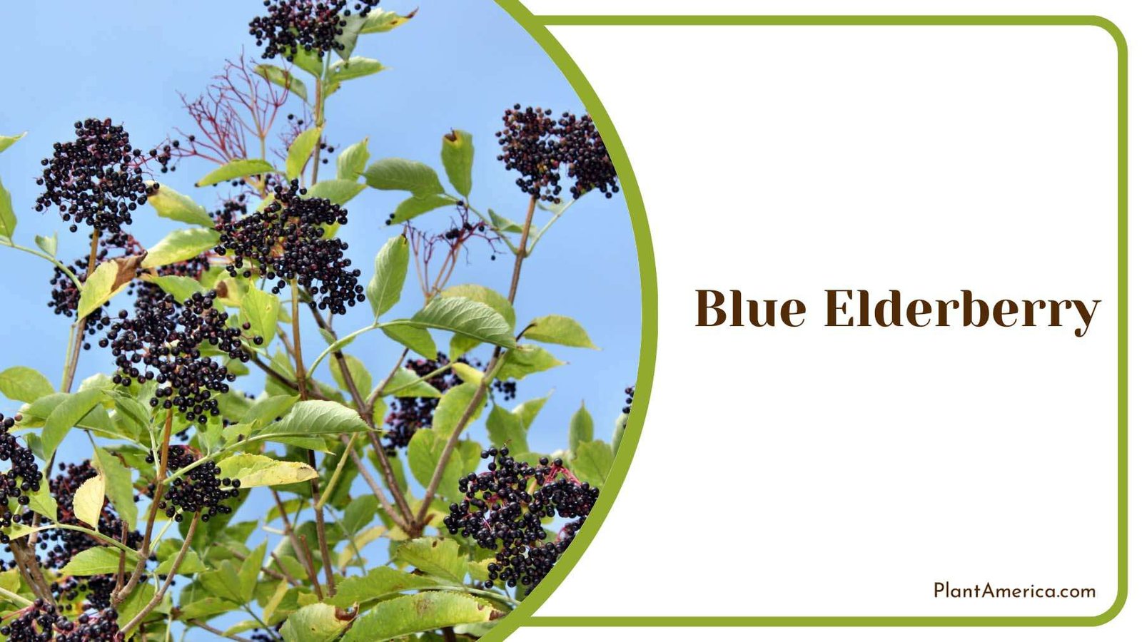 Blue Elderberry In The Garden Plant America