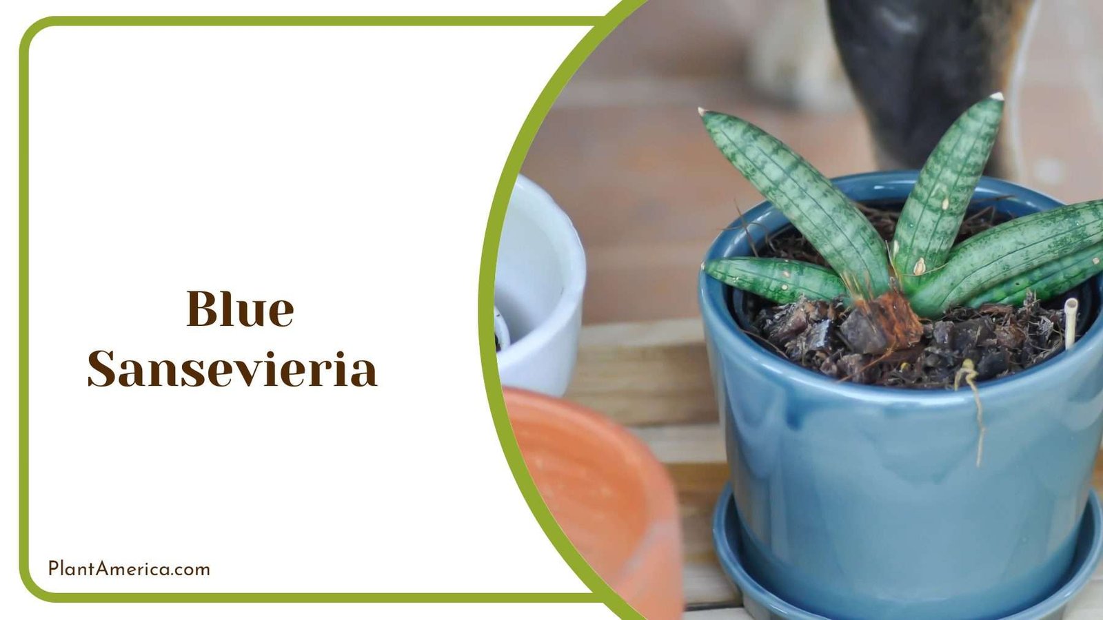 Blue Sansevieria In A Pot PlantAmerica