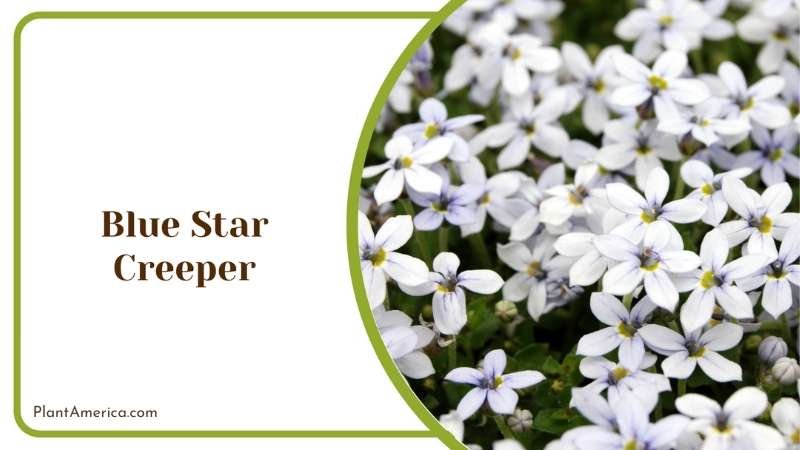 Blue Star Shaped Creeper Plant America