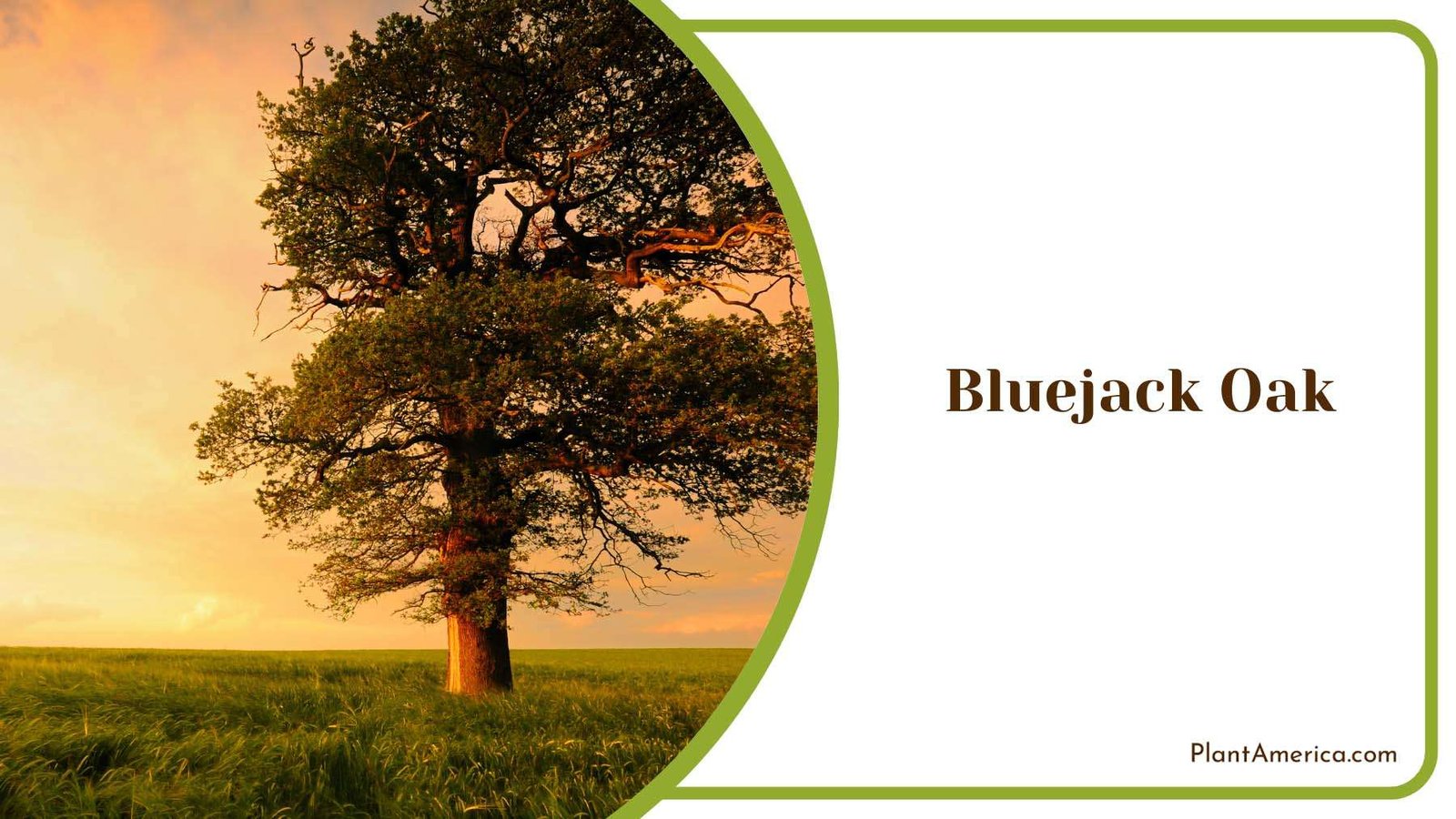 Bluejack Oak Nature Wilderness Plant America