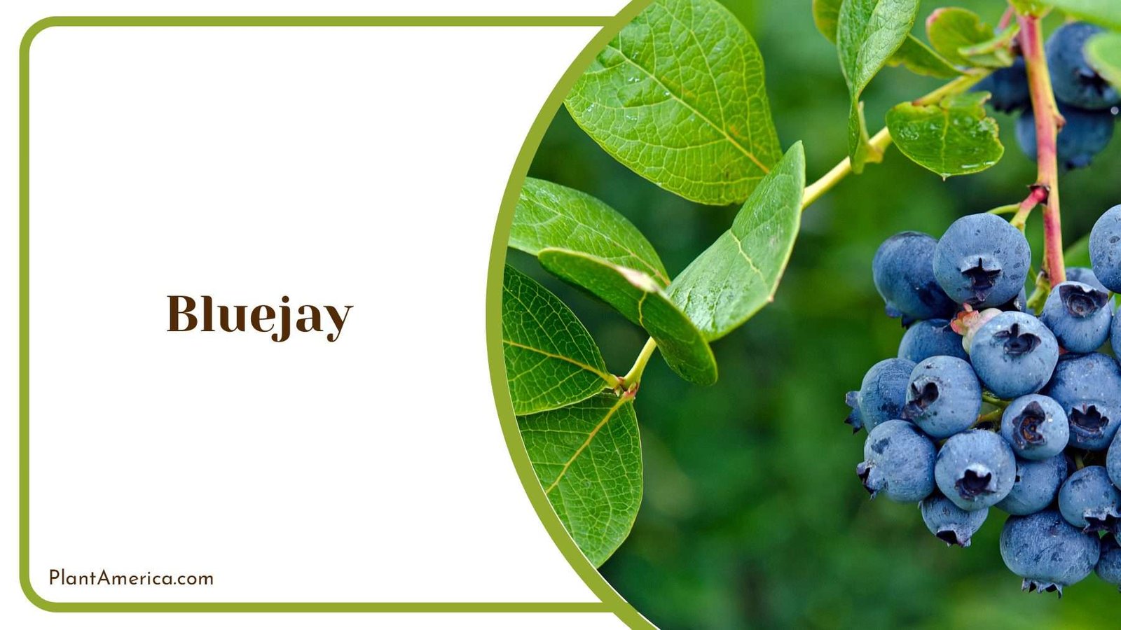 Bluejay Blueberries With Green Leaves Plant America