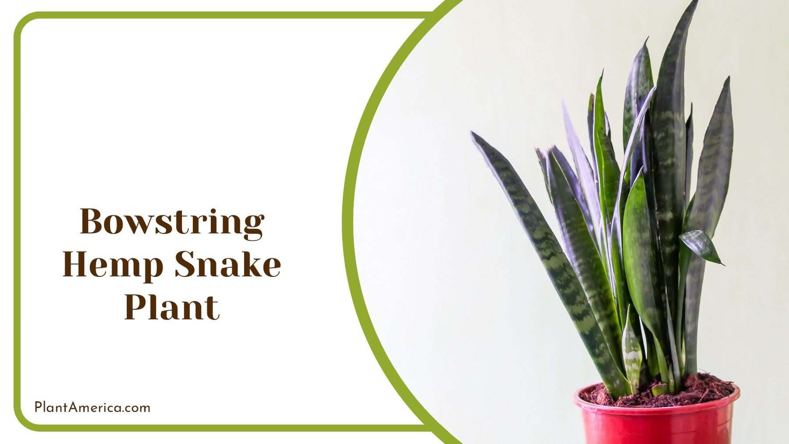 Bowstring Hemp Snake Plant PlantAmerica
