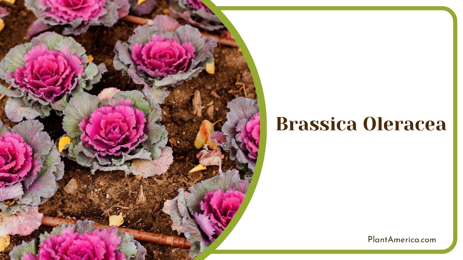 Brassica Oleracea Beauty Of Backyard Plant America