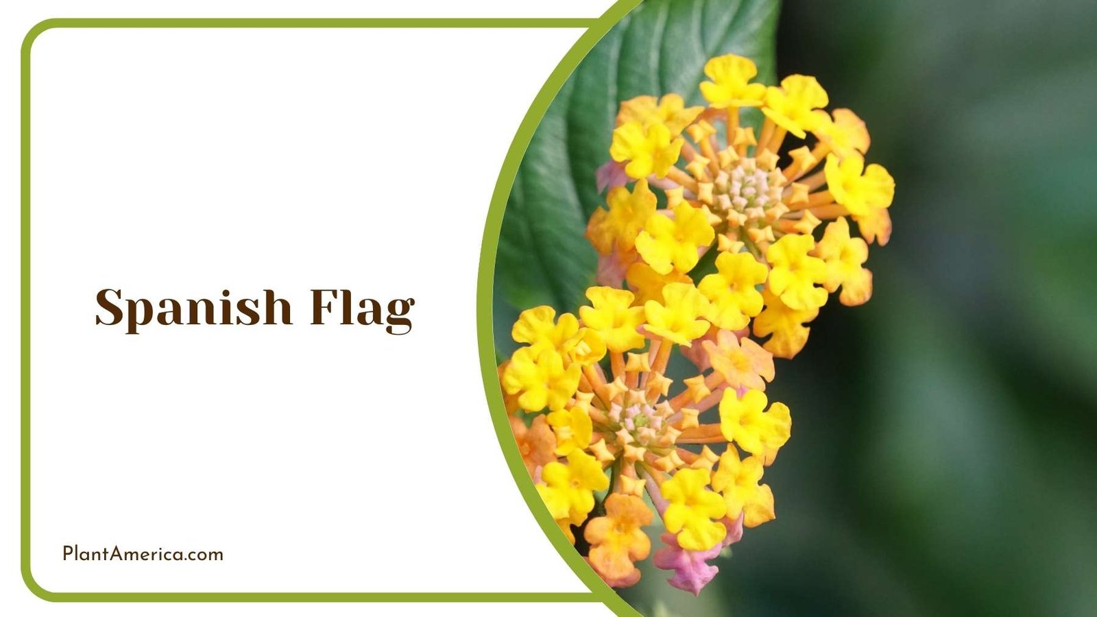 Breath Taking Spanish Flag Plant America