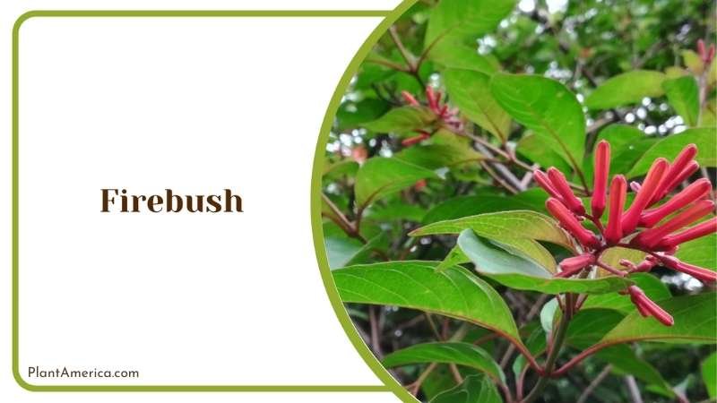 Brilliant Fall Foliage Firebush Plant America