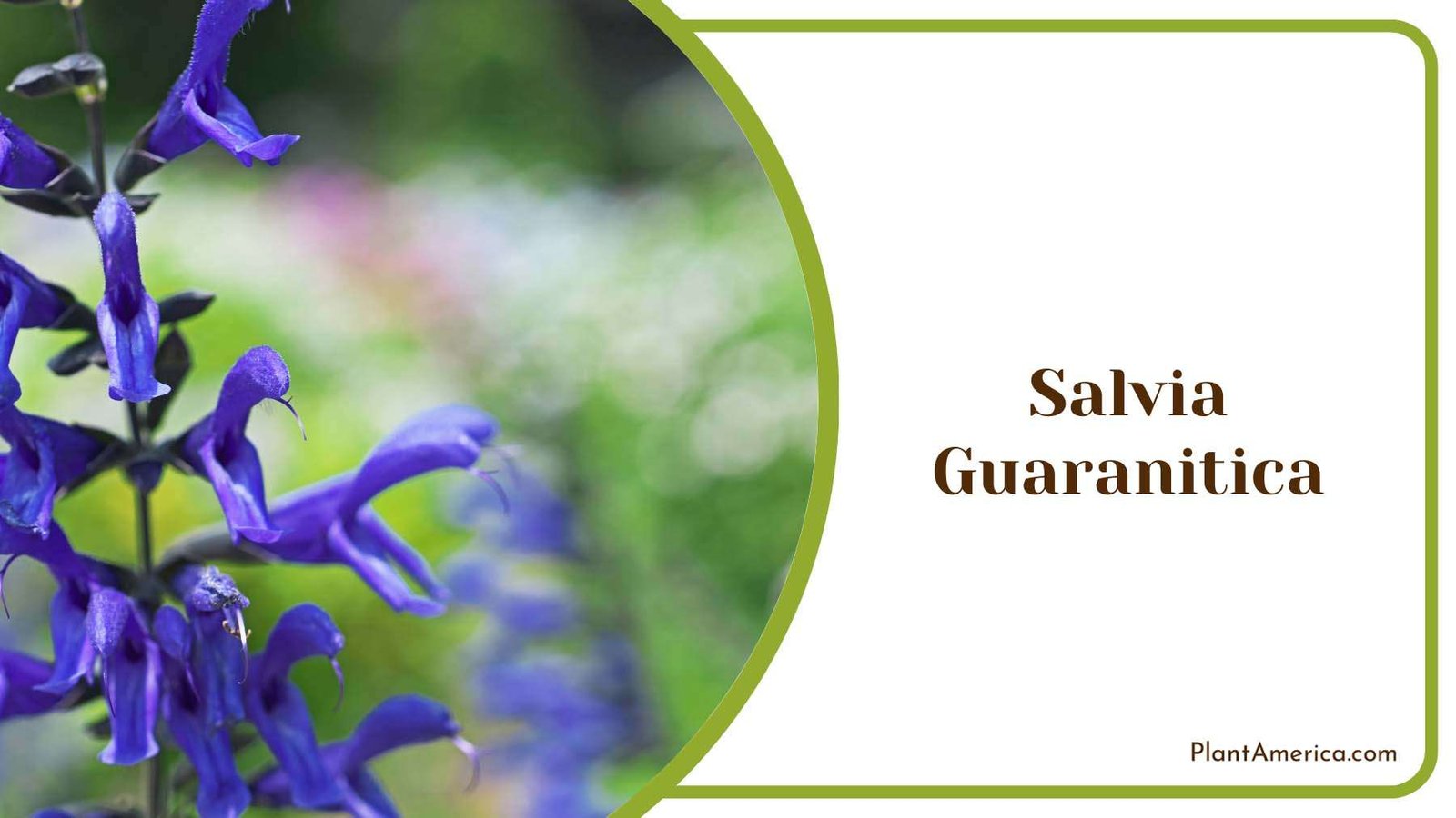 Brilliant Violet Salvia Guaranitica Plant America